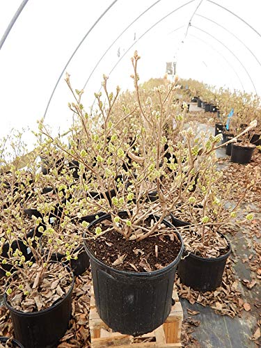 Mt. Airy Fothergilla showcasing abundant early spring white blooms on woody stems