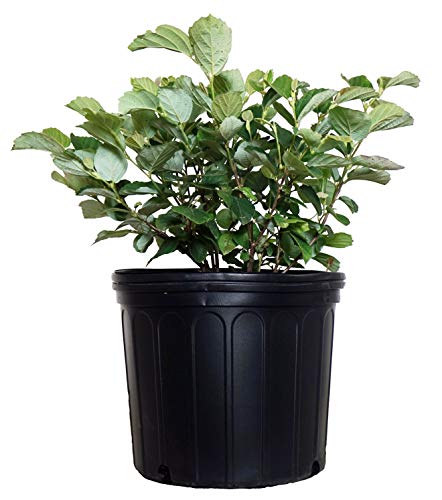 Mt. Airy Fothergilla shrub with emerging flowers and container ready for planting