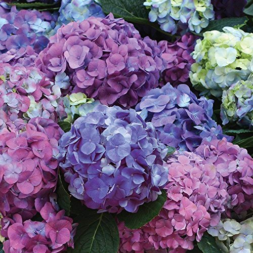 Multi‑colored bigleaf hydrangea blooms on L.A. Dreamin’ Hydrangea