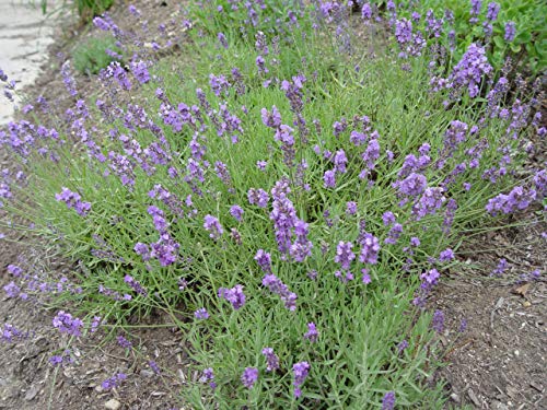 Munstead Strain Lavender blooming in the garden