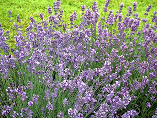 Munstead Strain Lavender full of blooms