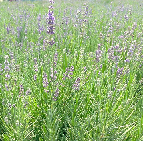 Munstead Strain Lavender mass planting