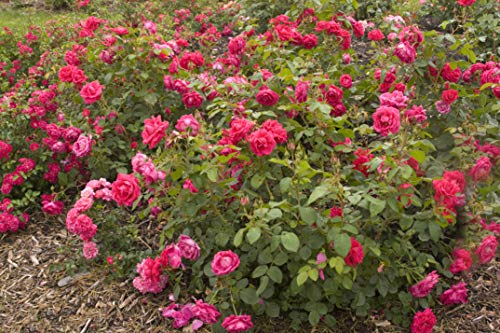 My Girl shrub rose plant with red blooms in black nursery pot