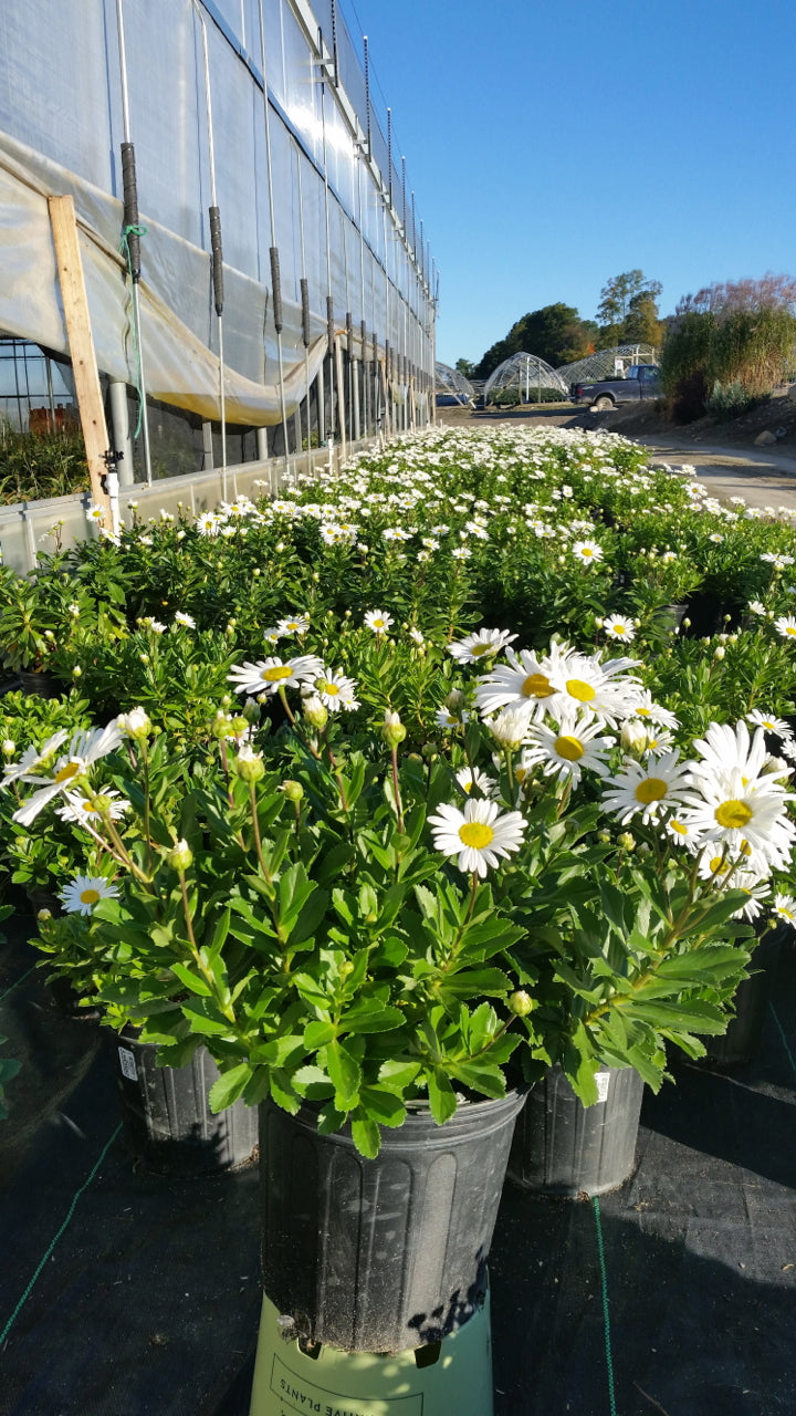 Montauk Daisy