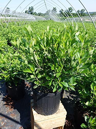 Native Summersweet shrub ready for planting in garden