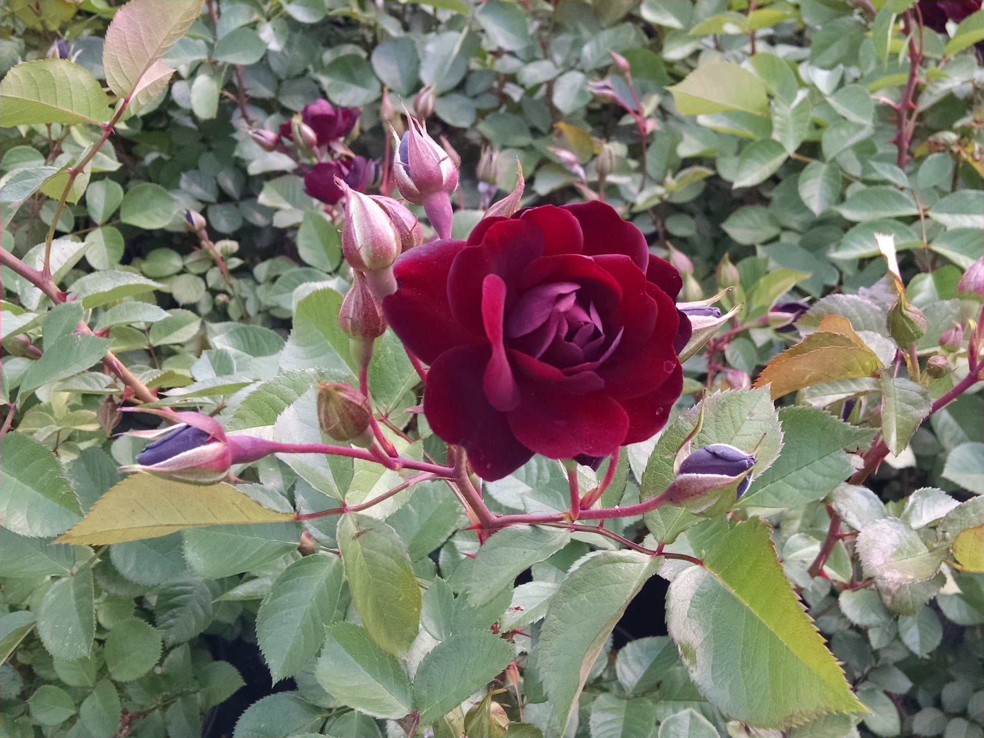 Navy Lady Rose flower close up