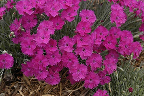 Neon Star Pinks flowering in pink