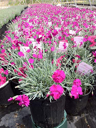 Neon Star Pinks in black pot