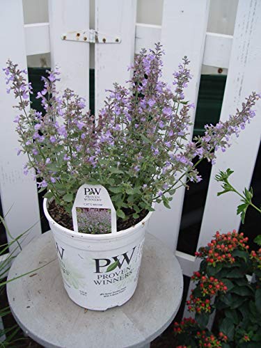 Nepeta ‘Cat’s Meow’ catmint showing flowers and leaves
