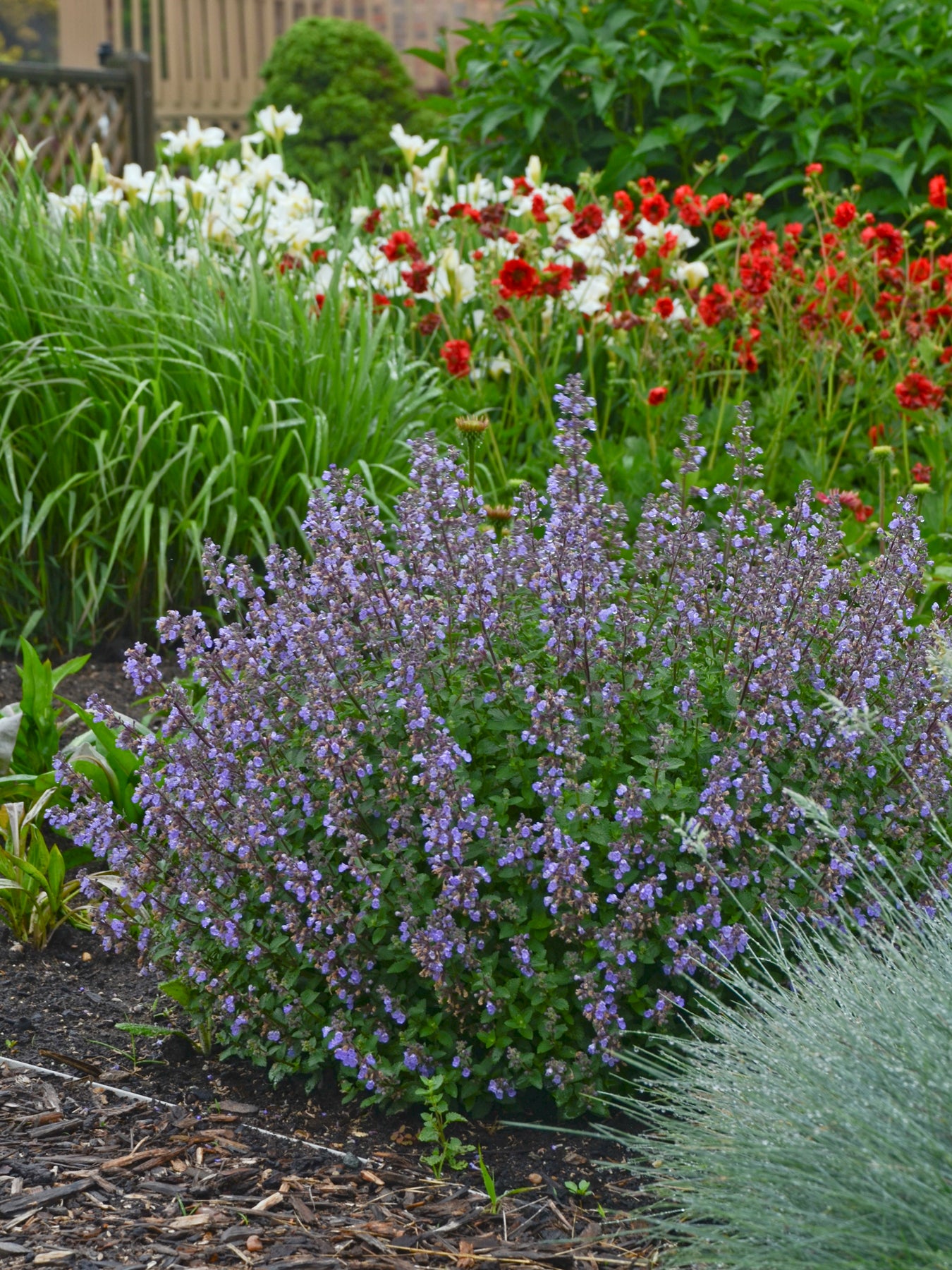 Nepeta faassenii ‘Purrsian Blue’ mounded perennial in garden