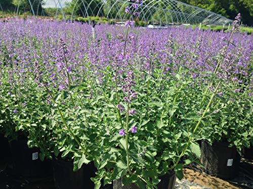 Nepeta racemosa Walkers Low