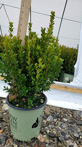 freedom planter pots 3G Buxus NewGen - Freedom - Boxwood
