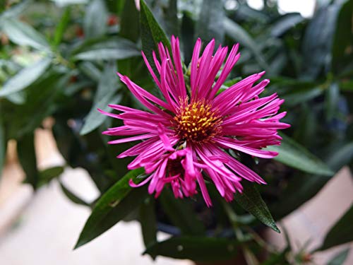 New England Aster flower focus