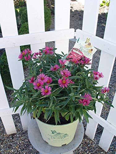 New England Aster in outdoor settings