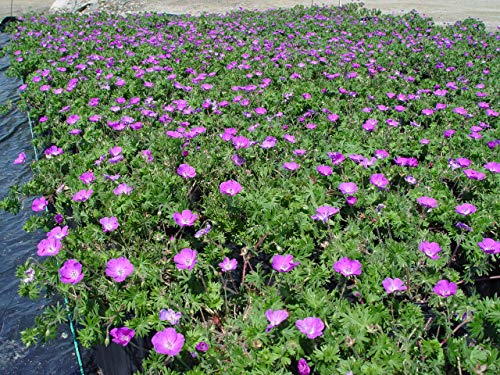 New Hampshire Cranesbill Geranium blooming in ladscape
