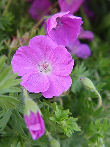 New Hampshire Cranesbill Geranium flower close up
