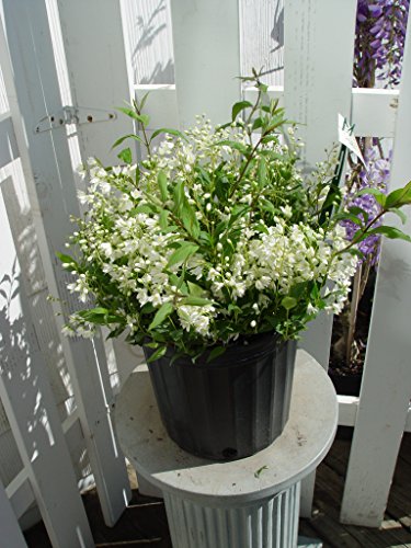 Nikko Deutzia in outdoor garden pot
