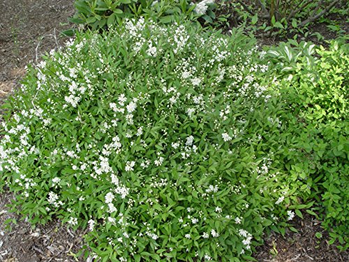Green Promise Farms Deutzia gracilis Nikko Shrub - Thumbnail 5