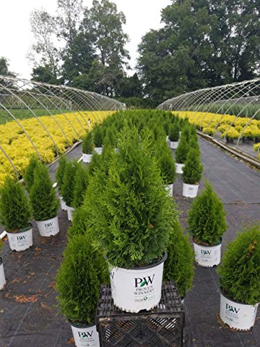 North Pole® Arborvitae in branded pot growing in nursery
