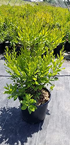 Northern Bayberry shrub full plant view