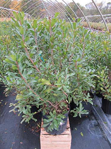 Northern Bayberry shrub in container, front view