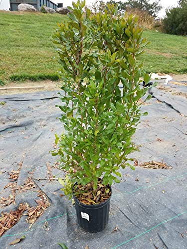 Northern Bayberry shrub side view showing dense branches