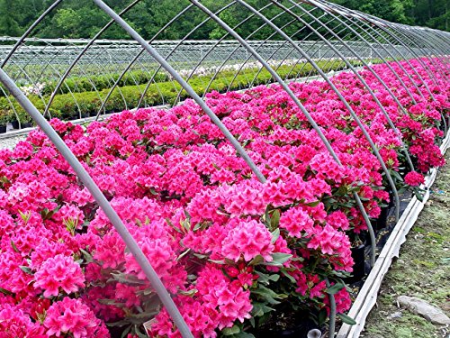 Nova Zembla Rhododendron covered in bloom