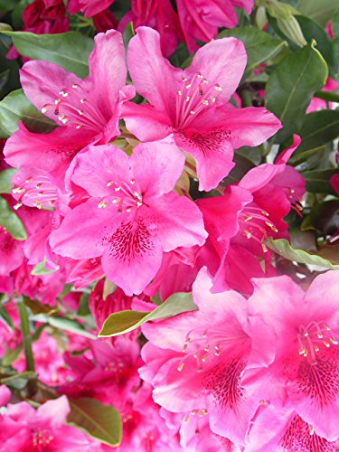 Nova Zembla evergreen leaves and red blooms detail