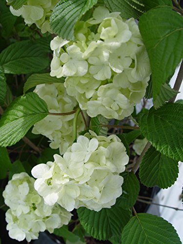 VIBURNUM PLICATUM `OPENING DAY