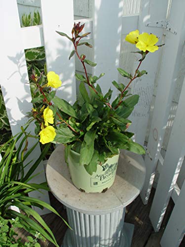 Oenothera f. Fireworks
