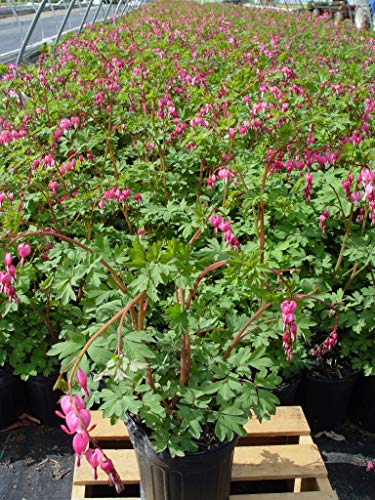 Old Fashioned Bleeding Heart flowering in the nursery