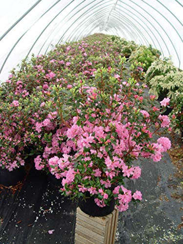 Olga Mezitt Rhododendron deep pink blossoms 