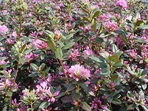 Olga Mezitt Rhododendron full of blooms