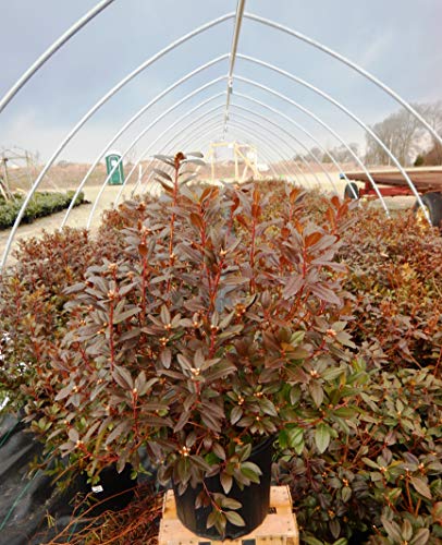 Olga Mezitt Rhododendron reddish foliage color
