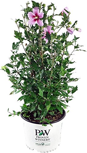 Orchid Satin® Rose of Sharon shrub blooming with multiple pink flowers