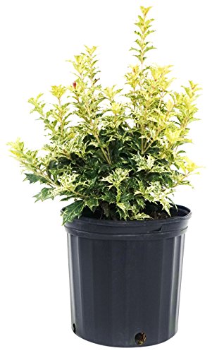 Osmanthus heterophyllus Goshiki
