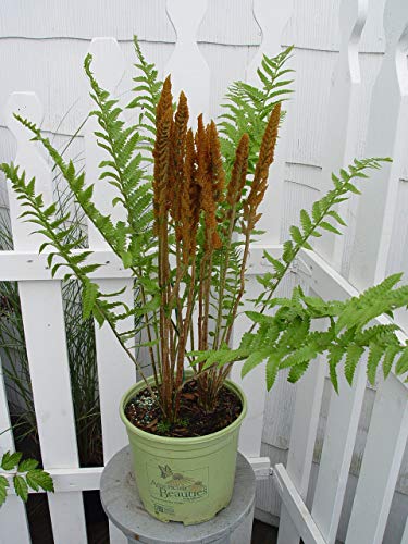 Osmunda cinnamomea