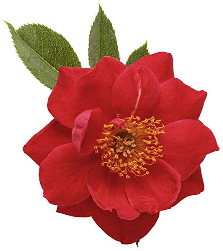 Oso Easy® Urban Legend® Landscape Rose flower close up
