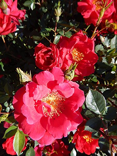 Oso Easy® Urban Legend® Landscape Rose flower focus