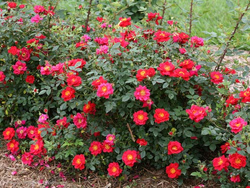 Oso Easy® Urban Legend® Landscape Rose flowering in the garden