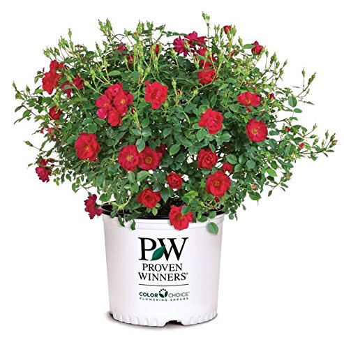 Oso Easy® Urban Legend® Landscape Rose in branded pot