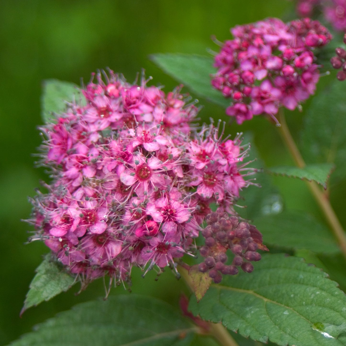 Double Play® Artisan® Spirea