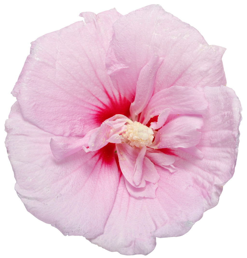 Lavender Chiffon® Rose of Sharon