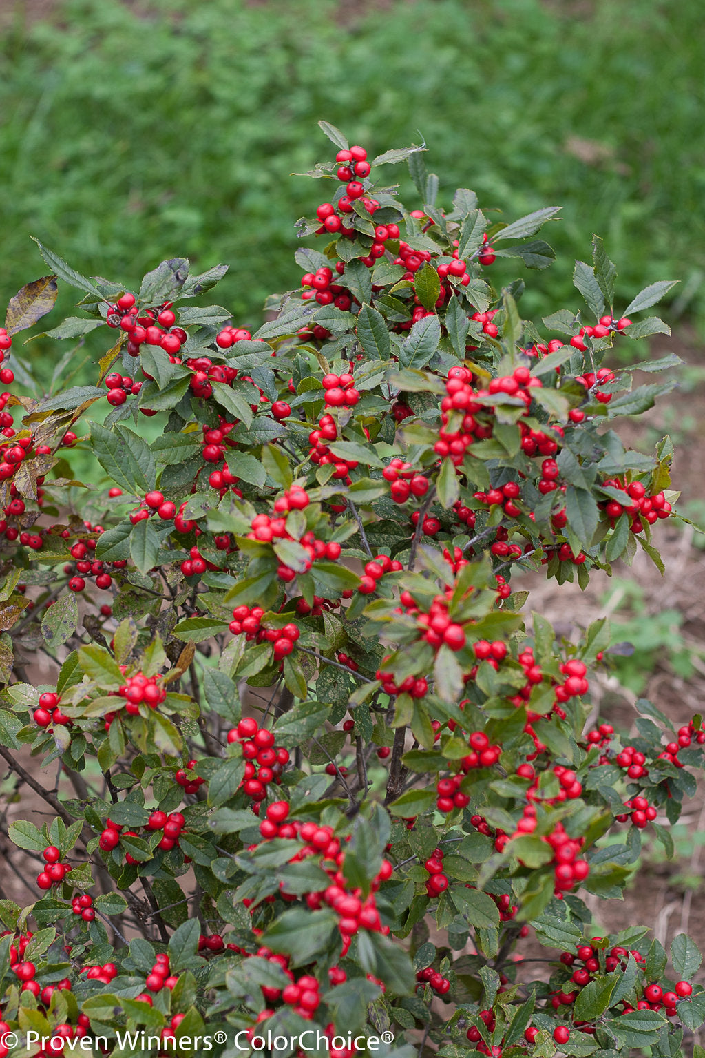 Little Goblin® Red Winterberry