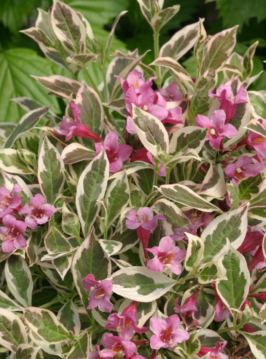 My Monet® Weigela