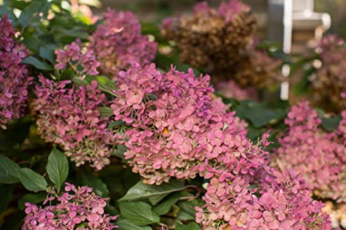 Panicle Hydrangea Vanilla Strawberry shrub with vibrant white and pink cone-shaped flower clusters