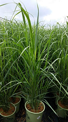 Panicum virgatum Thundercloud