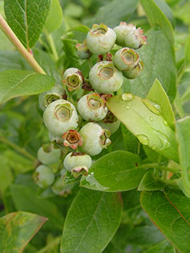 Patriot Blueberry fruits