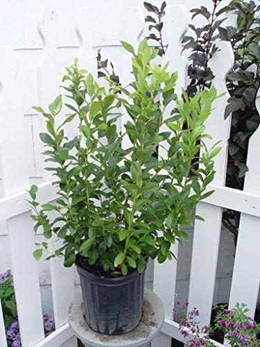 Patriot Blueberry in outdoor settings
