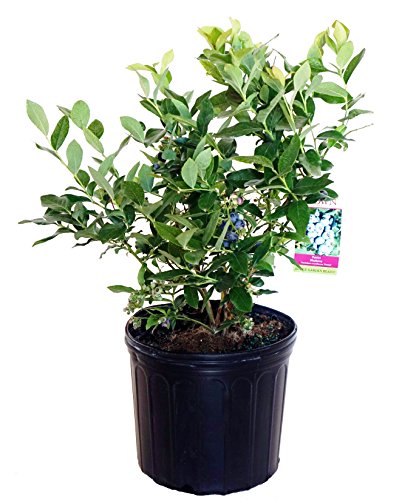 Patriot Blueberry in planter